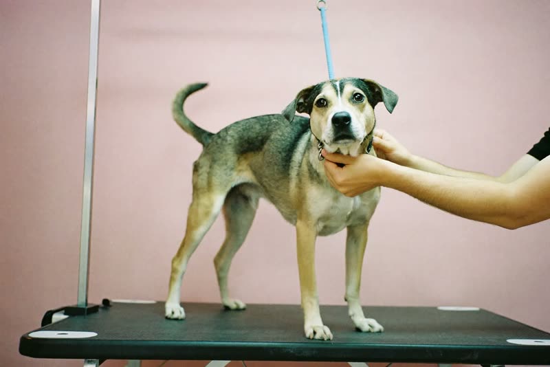 A dog standing calmly on a grooming table while being handled
