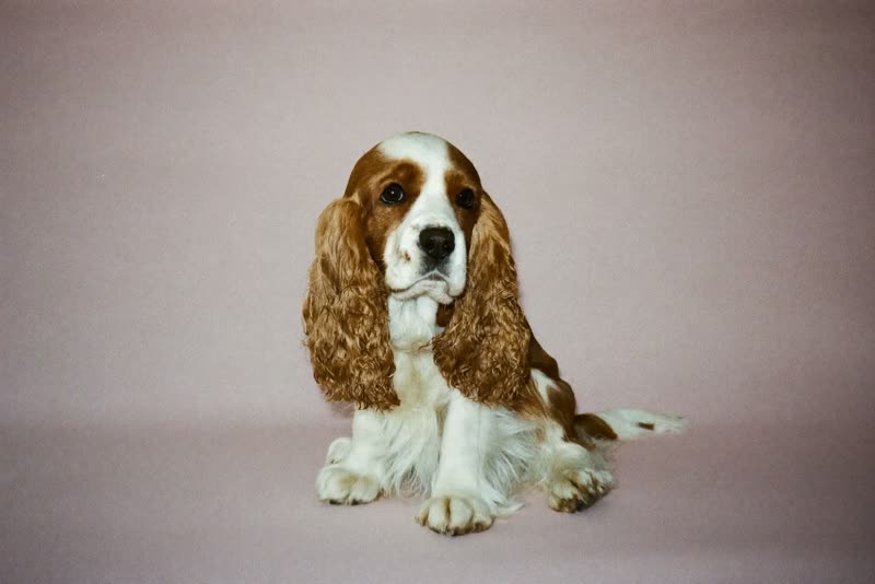 A freshly groomed spaniel sitting after its trim