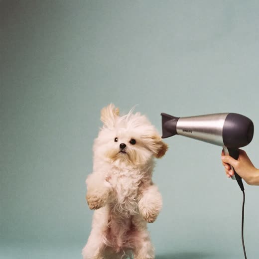 A small dog's coat being blow-dried after a wash