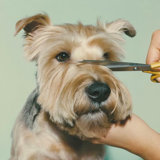 A terrier having its face scissor-trimmed