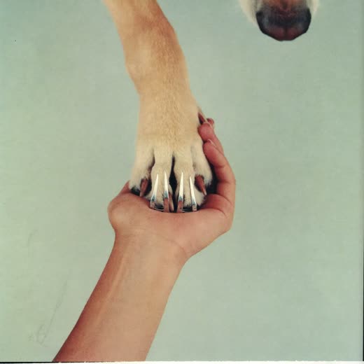 A dog's paw having its nails clipped