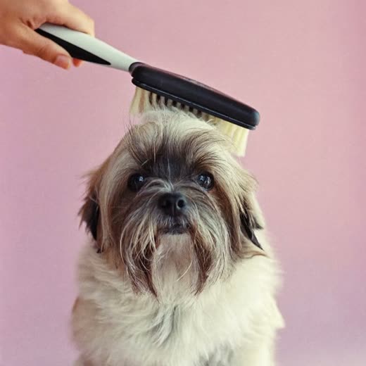 A long-haired dog being brushed out